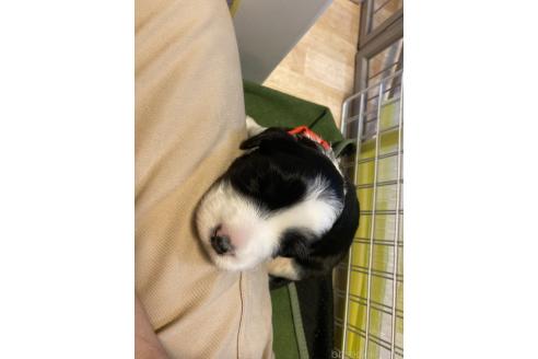 販売中の大分県のミックス犬-394437の2枚目