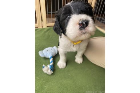 販売中の大分県のミックス犬-394440の5枚目