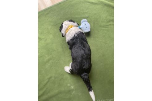 販売中の大分県のミックス犬-394440の4枚目