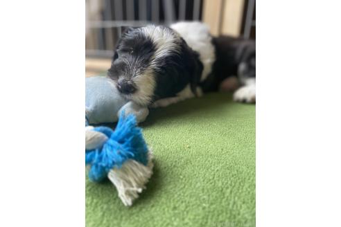 販売中の大分県のミックス犬-394444の3枚目