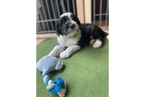 販売中の大分県のミックス犬-394444の2枚目