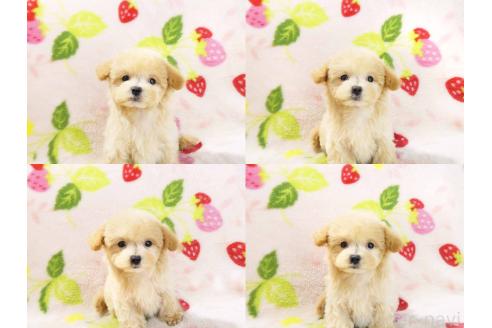 販売中の千葉県のチワプー:チワワ×トイプードル-394449の4枚目