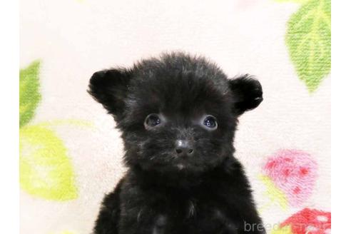 販売中の千葉県のチワプー:チワワ×トイプードル-394456の2枚目