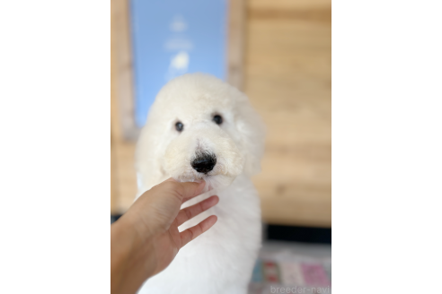 成約済の大分県のスタンダードプードル-381514の2枚目