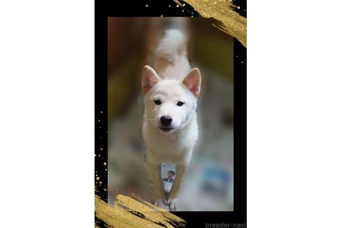 成約済の栃木県の柴犬-374274の4枚目