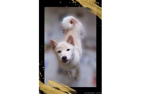 成約済の栃木県の柴犬-374274の3枚目
