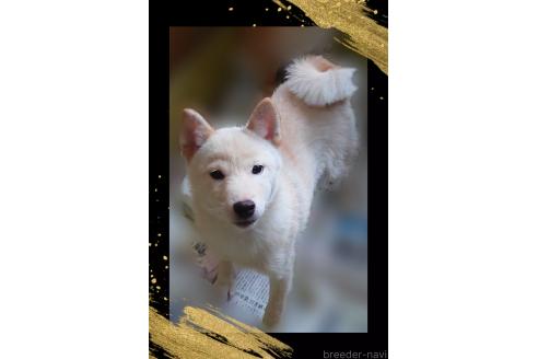 成約済の栃木県の柴犬-374274の2枚目