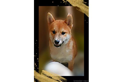 販売中の栃木県の柴犬-374278の4枚目