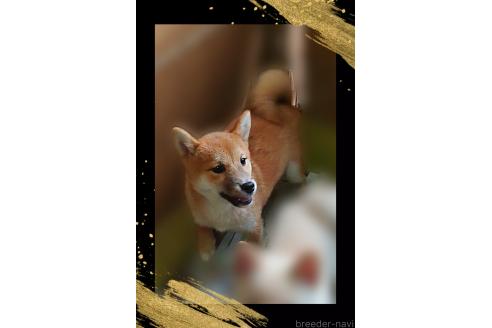 販売中の栃木県の柴犬-374278の3枚目