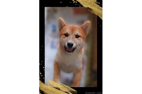 販売中の栃木県の柴犬-374278の2枚目