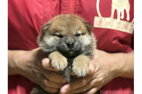 成約済の千葉県の柴犬-393190の4枚目