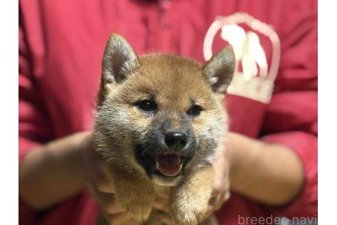 成約済の千葉県の柴犬-385439の1枚目