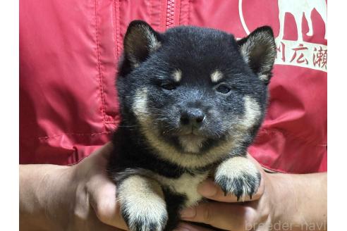 成約済の千葉県の豆柴-375788の1枚目