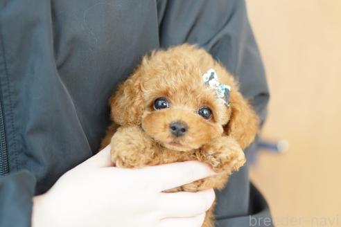 販売中の埼玉県のトイプードル-394466の2枚目