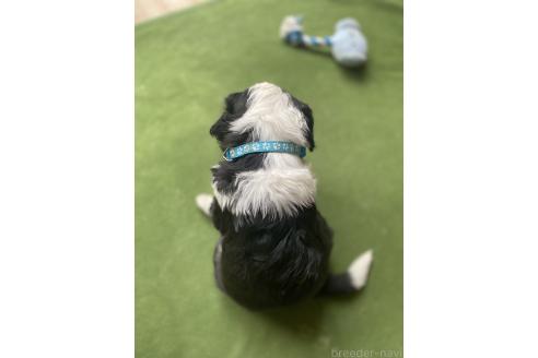販売中の大分県のミックス犬-394472の5枚目