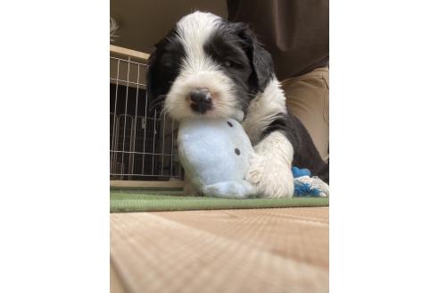 販売中の大分県のミックス犬-394472の4枚目