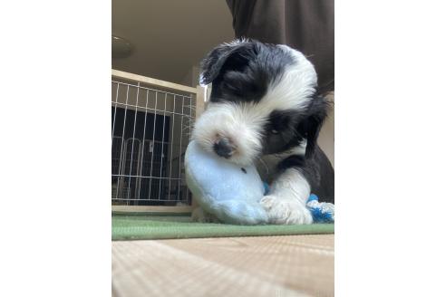 販売中の大分県のミックス犬-394472の2枚目