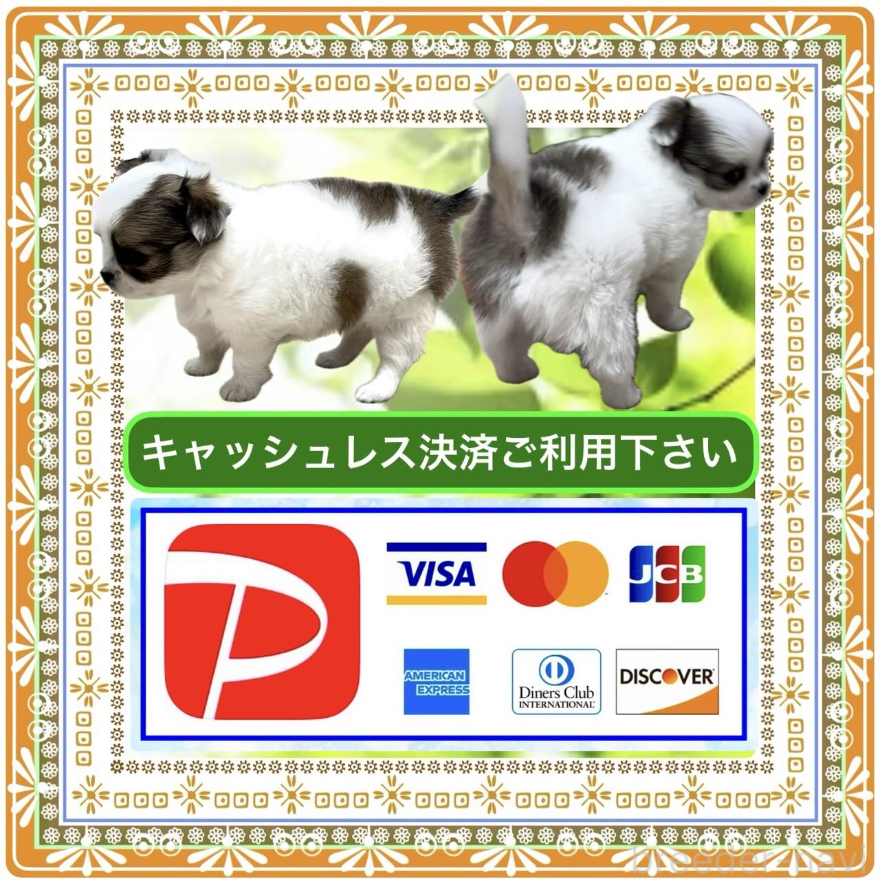 販売中の大阪府のチワワ(ロングコート)-394476の12枚目