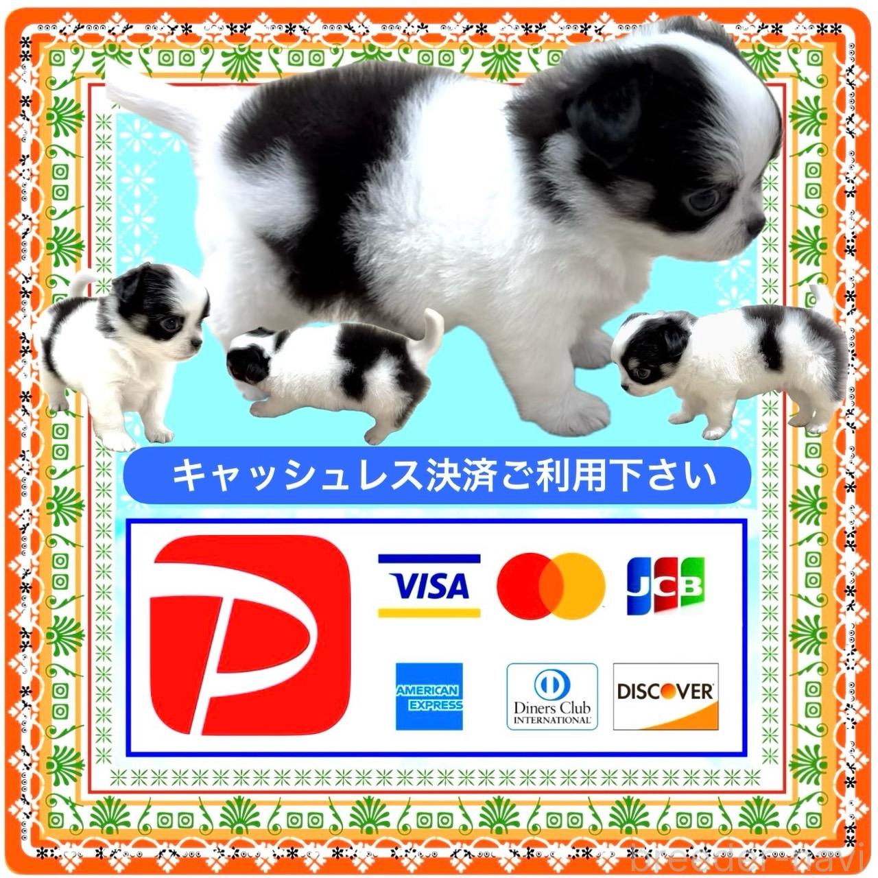 販売中の大阪府のチワワ(ロングコート)-394477の11枚目