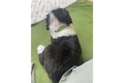 販売中の大分県のミックス犬-394479の4枚目