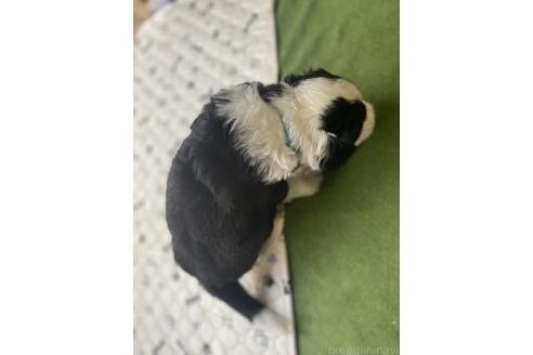 販売中の大分県のミックス犬-394479の3枚目