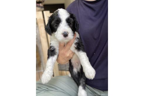 販売中の大分県のミックス犬-394479の2枚目