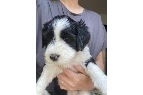 販売中の大分県のミックス犬-394481の4枚目