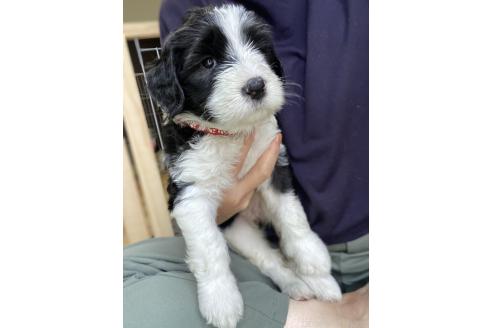 販売中の大分県のミックス犬-394481の3枚目