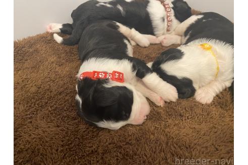 販売中の大分県のミックス犬-394481の2枚目