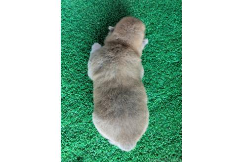 販売中の鹿児島県の豆柴-394482の2枚目