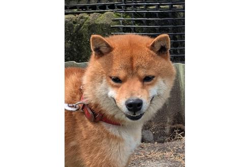 販売中の鹿児島県の豆柴-394485の2枚目
