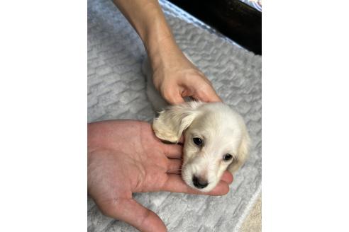 成約済の鹿児島県のカニンヘンダックスフンド(ロングヘアード)-390196の5枚目