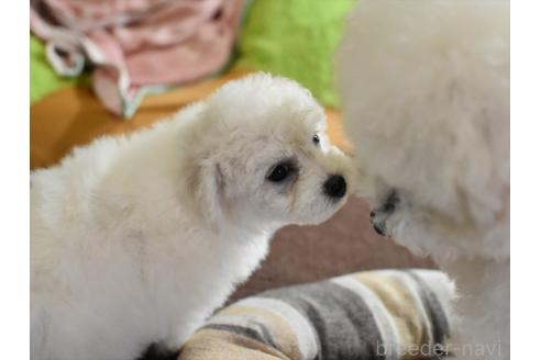 販売中の愛知県のビションフリーゼ-386172の6枚目