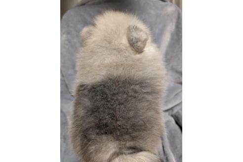 販売中の大阪府のポメラニアン-394502の2枚目
