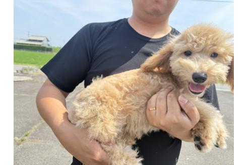 販売中の岐阜県のビションプー:ビションフリーゼ×トイプードル-378551の3枚目