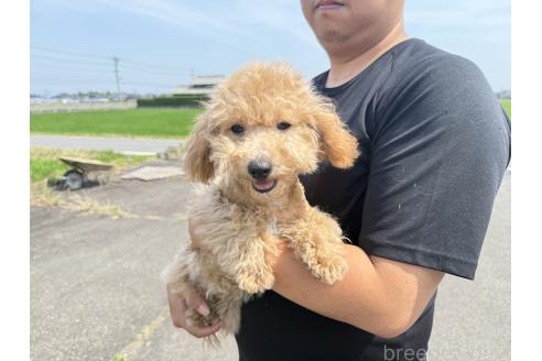 販売中の岐阜県のビションプー:ビションフリーゼ×トイプードル-378552の2枚目