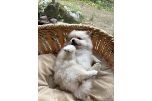 成約済の千葉県のポメラニアン-390883の4枚目