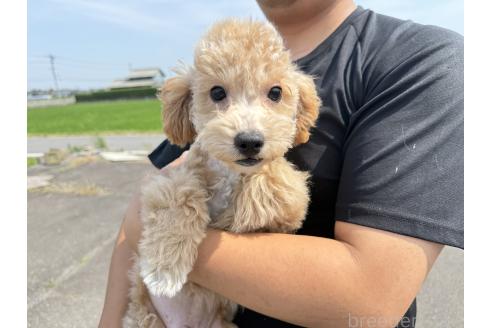 販売中の岐阜県のビションプー:ビションフリーゼ×トイプードル-378553の3枚目