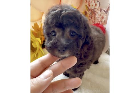 成約済の静岡県のティーカッププードル-393294の4枚目