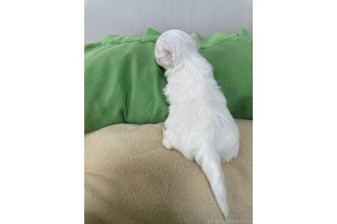 販売中の滋賀県のチワマル:チワワ×マルチーズ-394517の4枚目