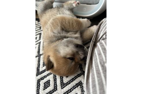 販売中の群馬県の柴犬-394986の10枚目