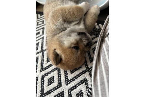 販売中の群馬県の柴犬-394986の9枚目