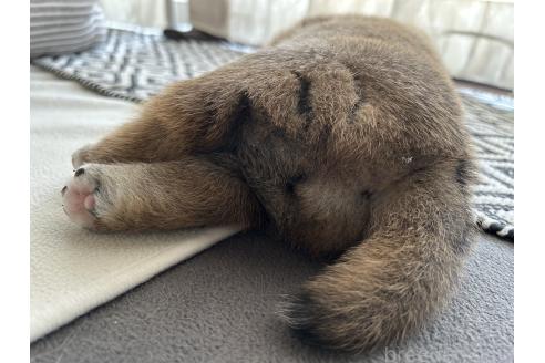 販売中の群馬県の柴犬-394986の8枚目
