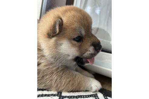 販売中の群馬県の柴犬-394986の7枚目