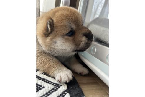 販売中の群馬県の柴犬-394986の6枚目