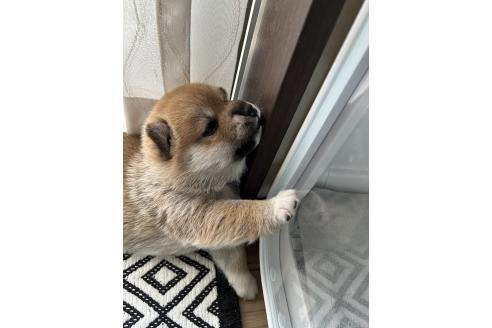 販売中の群馬県の柴犬-394986の5枚目