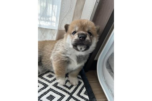 販売中の群馬県の柴犬-394986の4枚目