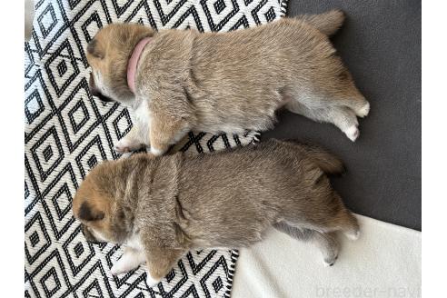 販売中の群馬県の柴犬-394986の3枚目