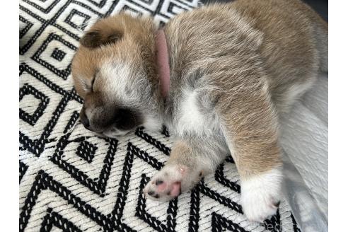 販売中の群馬県の柴犬-394986の2枚目