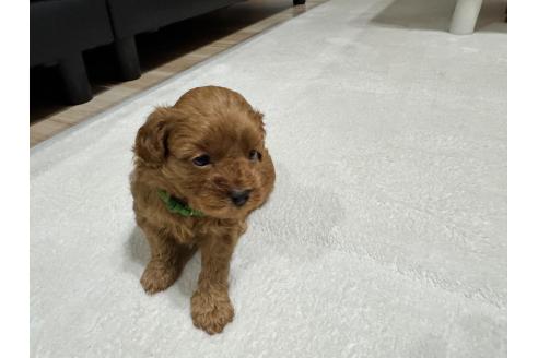 販売中の兵庫県のミックス犬-394531の5枚目